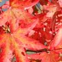 Liquidambar styraciflua ‘Worplesdon’ blad